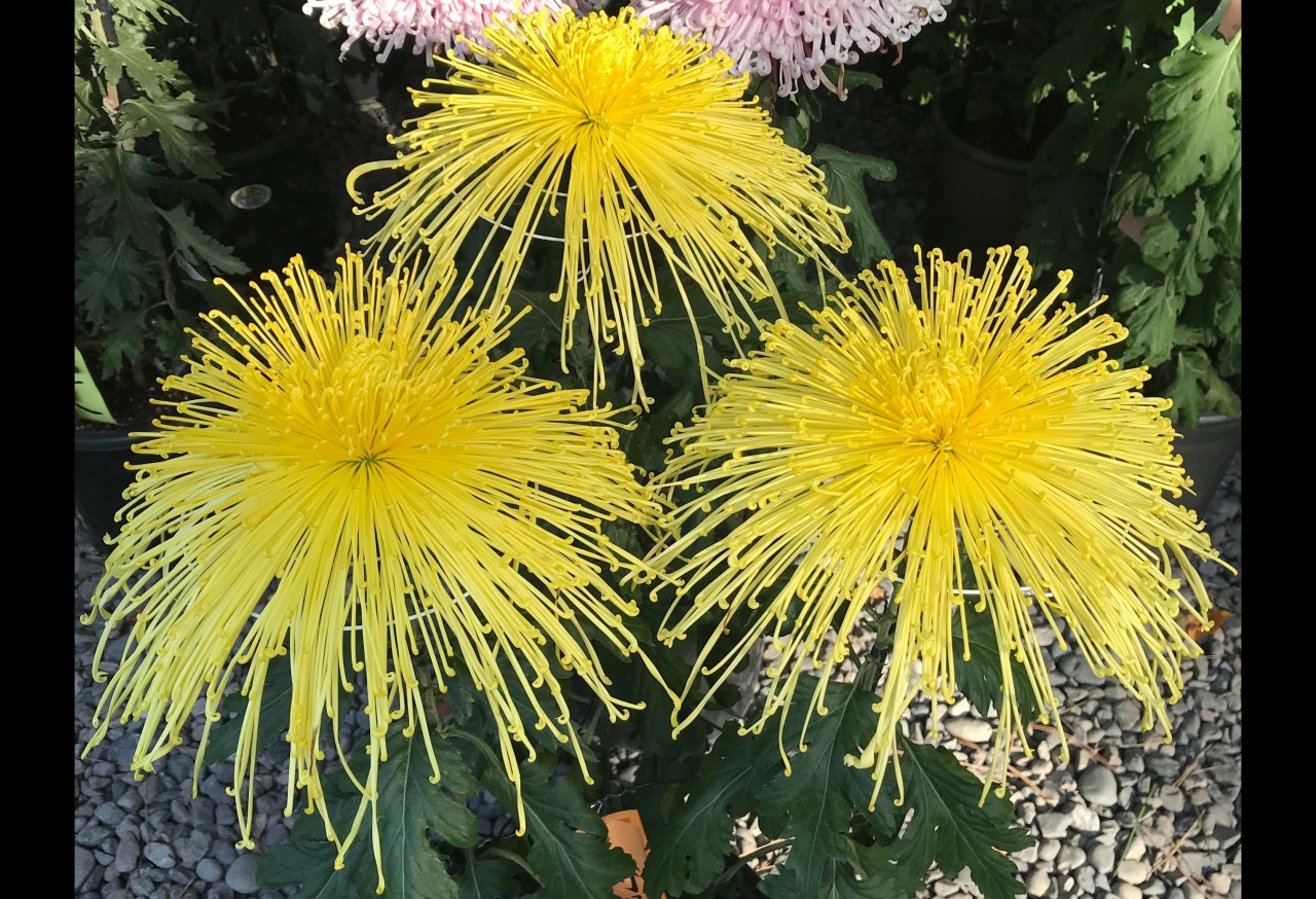 菊じまんで菊花賞