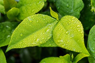 雨がスィッチ～石灰の使い方