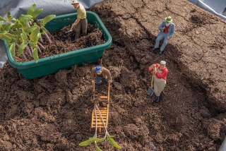 苗木を植え付けた際の肥料の与え方について