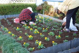 焼津市花の会様 11月の花壇の手入れ