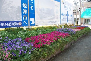 焼津市花の会様　花壇のお手入れ　令和2年6月　