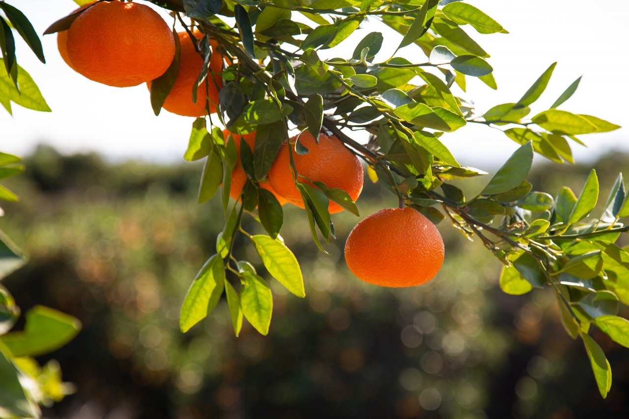 みかんの花後の肥料は「花咲く肥料」でいいかしら？