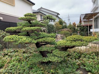 庭木の肥料の選び方と、上手な夏越しの方法について