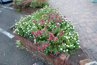 花壇の植替え前に・・・　焼津市花の会様