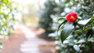 庭の花木庭木に与える良い肥料はないですか