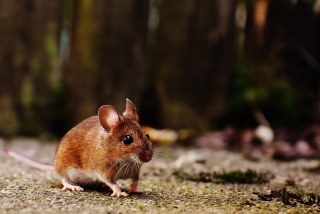 手作りで殺鼠剤を作りたい。魚粉を使っても良いですか？