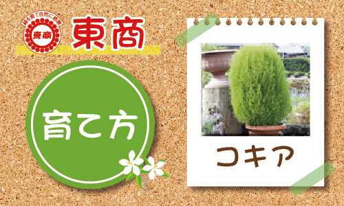 コキア 園芸特集 株式会社 東 商 コキア 園芸特集 株式会社 東 商