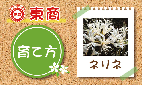 ネリネ 園芸特集 株式会社 東 商 ネリネ 園芸特集 株式会社 東 商