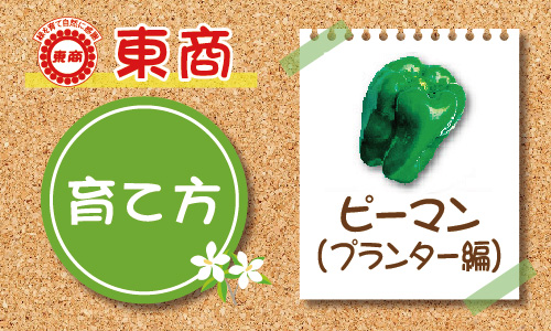 ピーマン プランター編 園芸特集 株式会社 東 商