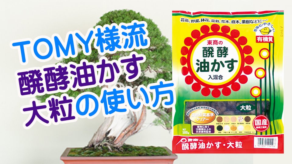 Tomy様 盆栽への肥料の与え方 Howto動画 株式会社 東 商