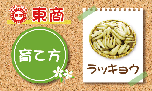 ラッキョウ 菜園編 - 園芸特集 - 株式会社 東 商