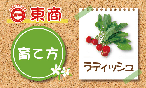 ラディッシュ プランター編 - 園芸特集 - 株式会社 東 商
