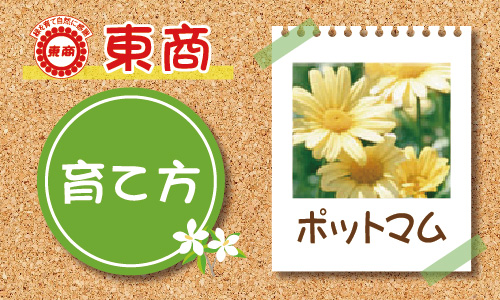 ポットマムの育て方 園芸特集 株式会社 東 商