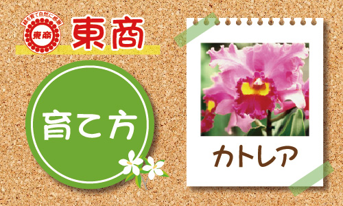 カトレアの育て方 園芸特集 株式会社 東 商