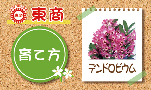 デンドロビュームの育て方 園芸特集 株式会社 東 商