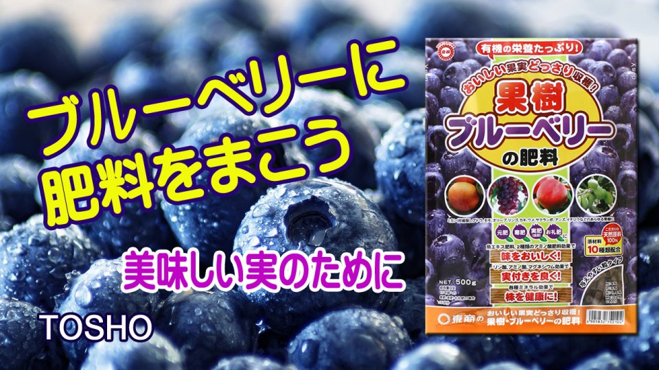 美味しいブルーベリーの収穫のために 果樹ブルーベリー肥料をまこう Howto動画 株式会社 東 商