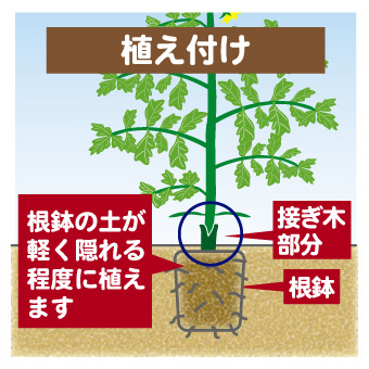 5植え付け