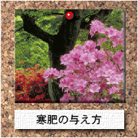 木-寒肥の与え方