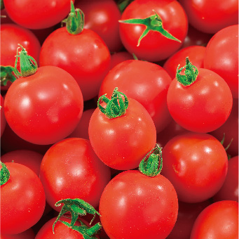 大割引 【7月】とまと様専用ページ 生産量日本一、熊本のトマトを食べ