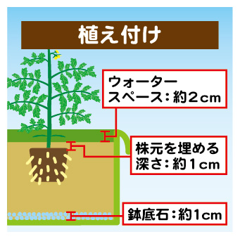 minitomato-05