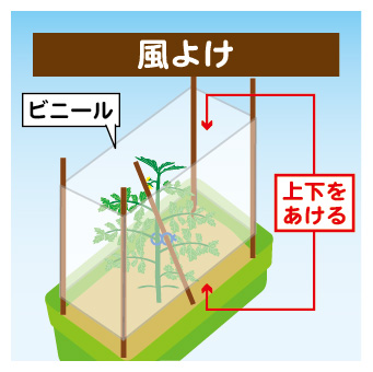 minitomato-08