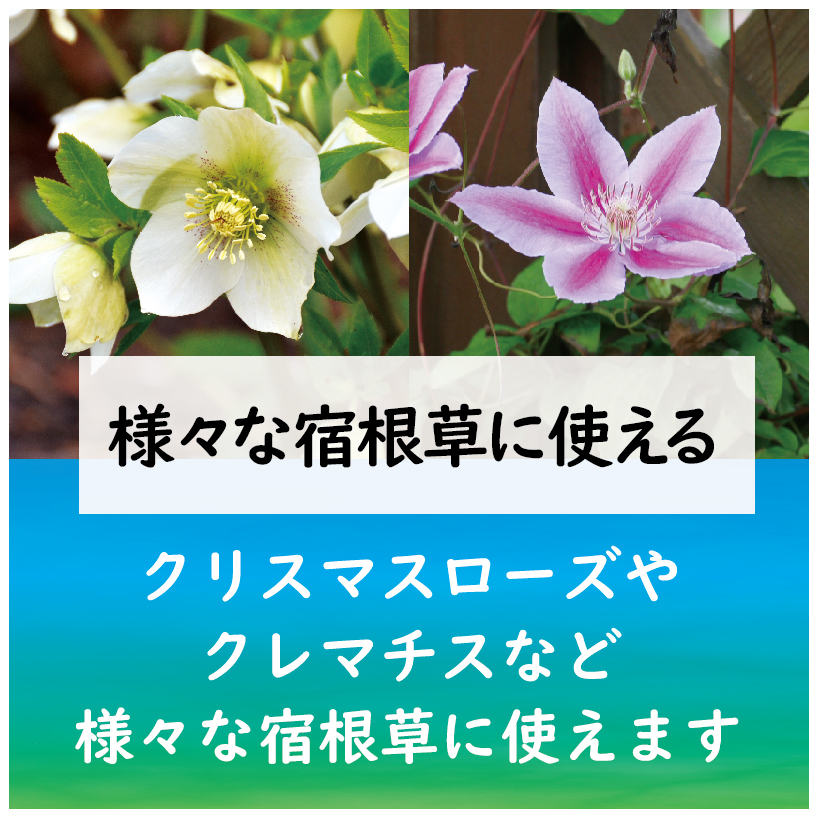 21年新商品 クリスマスローズ クレマチスの肥料 製品情報 株式会社 東 商