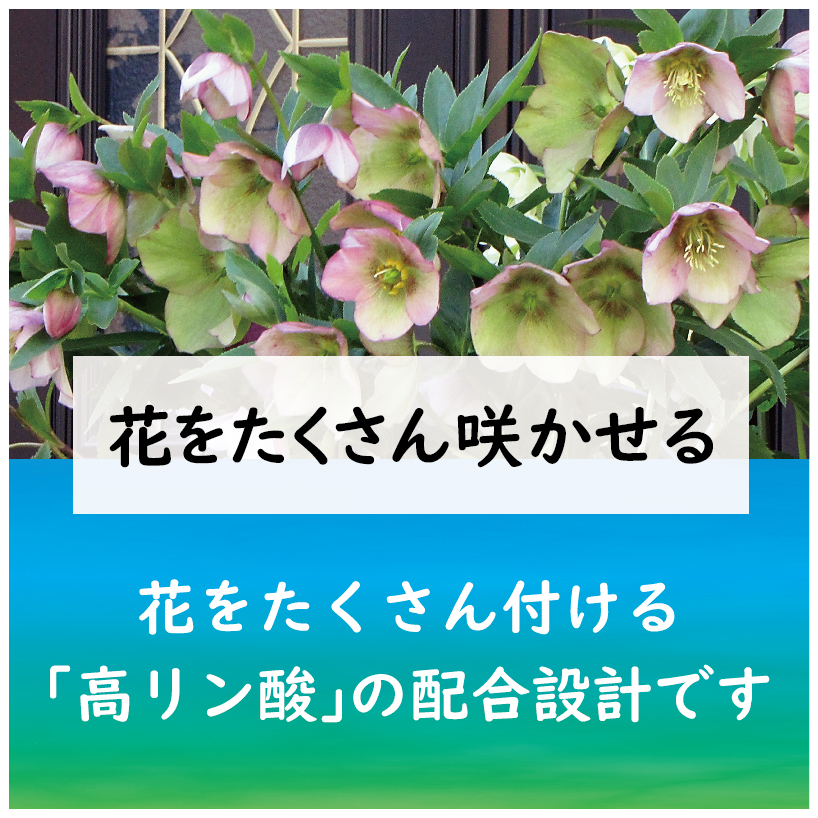 21年新商品 クリスマスローズ クレマチスの肥料 製品情報 株式会社 東 商