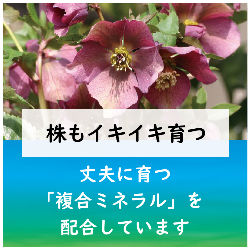 21年新商品 クリスマスローズ クレマチスの肥料 製品情報 株式会社 東 商