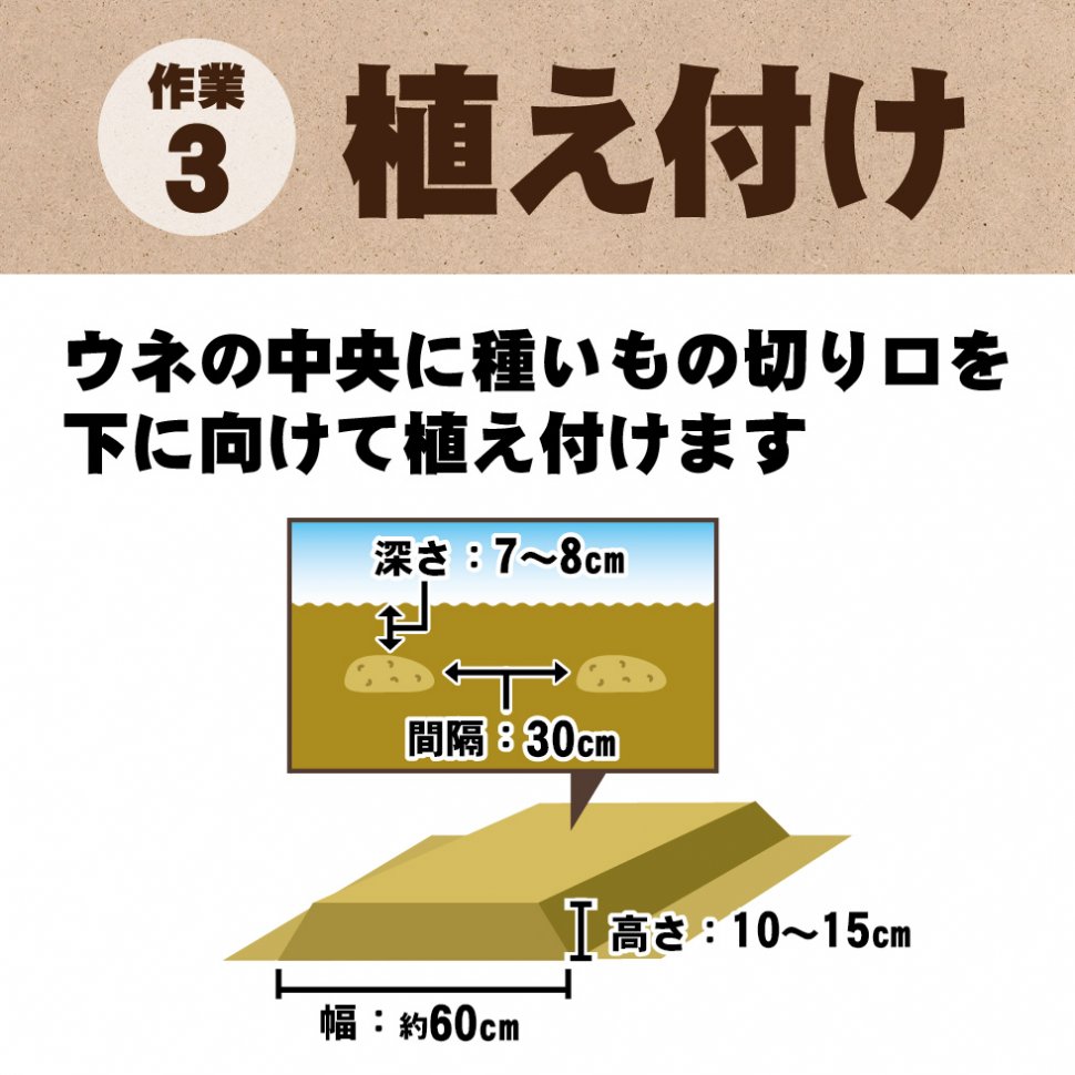 じゃがいも植え付け方法-03