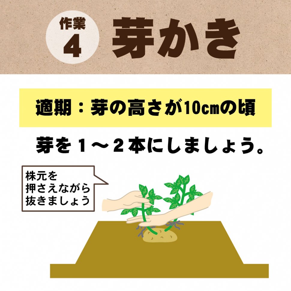 じゃがいも植え付け方法-04