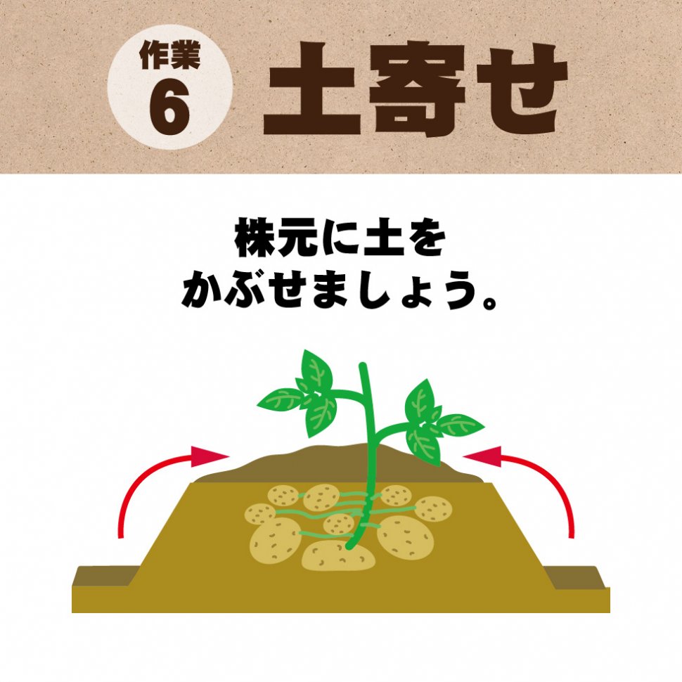 じゃがいも植え付け方法-06