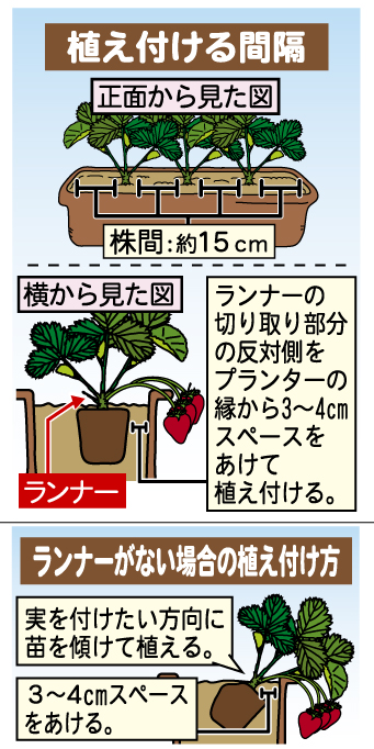 植え付ける間隔