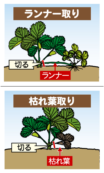 ランナー取り/枯れ葉取り