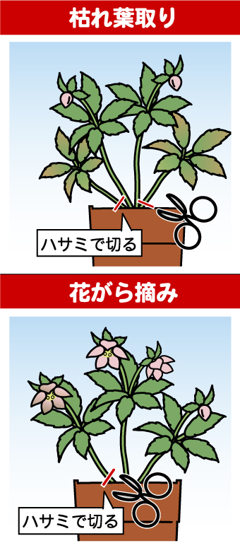 クリスマスローズの育て方 園芸特集 株式会社 東 商