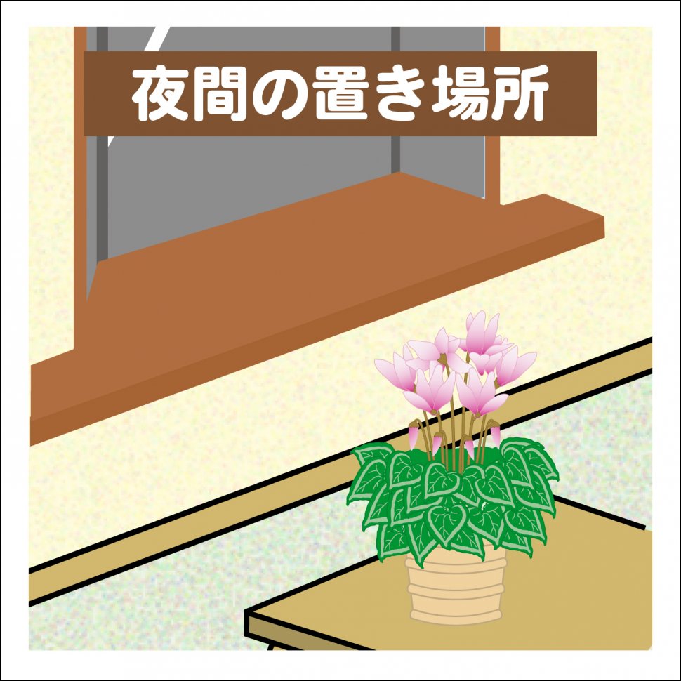 シクラメンの育て方 園芸特集 株式会社 東 商