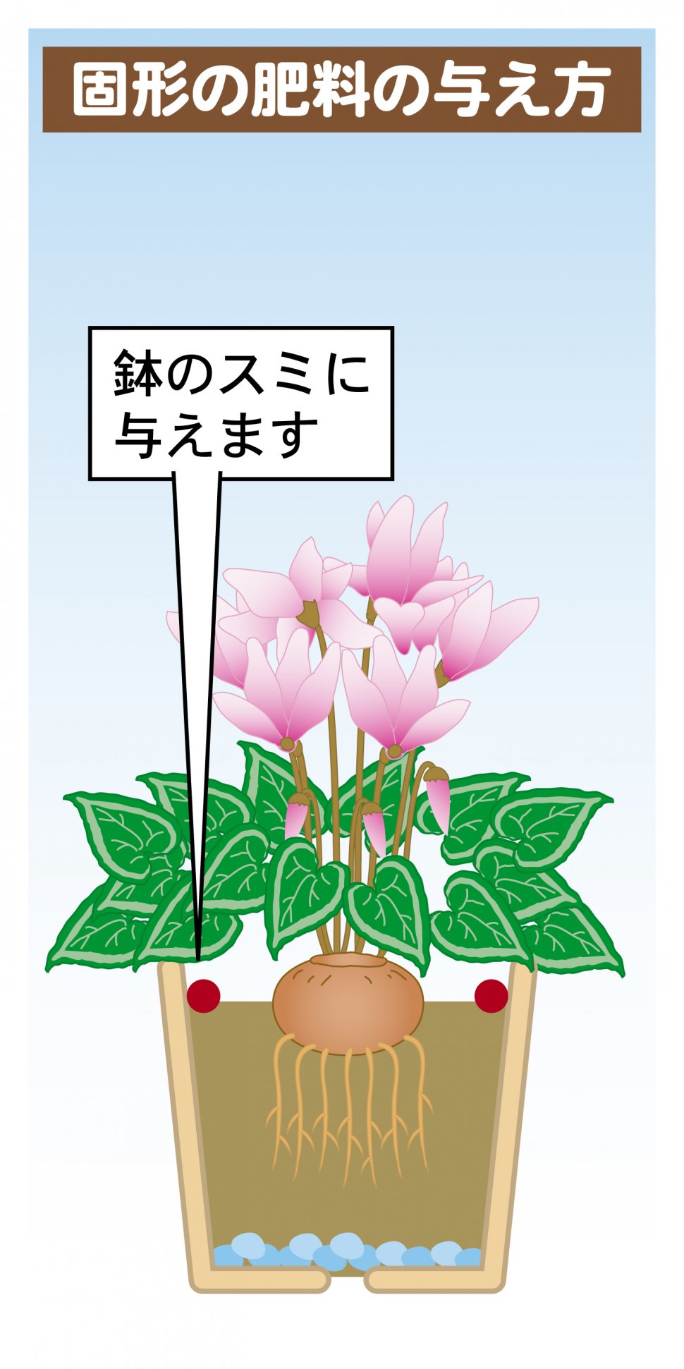 シクラメンの育て方 園芸特集 株式会社 東 商 シクラメンの育て方 園芸特集 株式会社 東 商