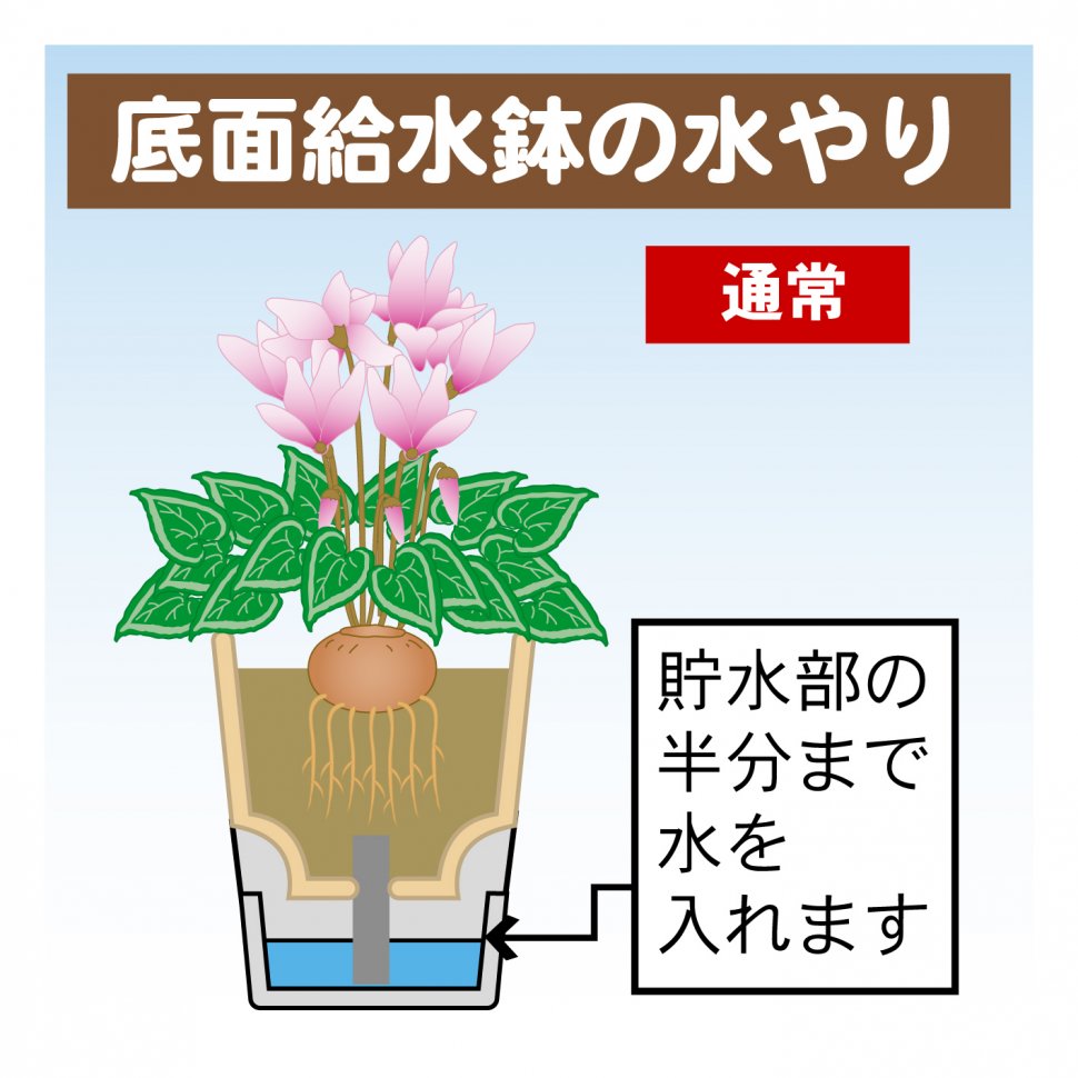 シクラメンの育て方 園芸特集 株式会社 東 商