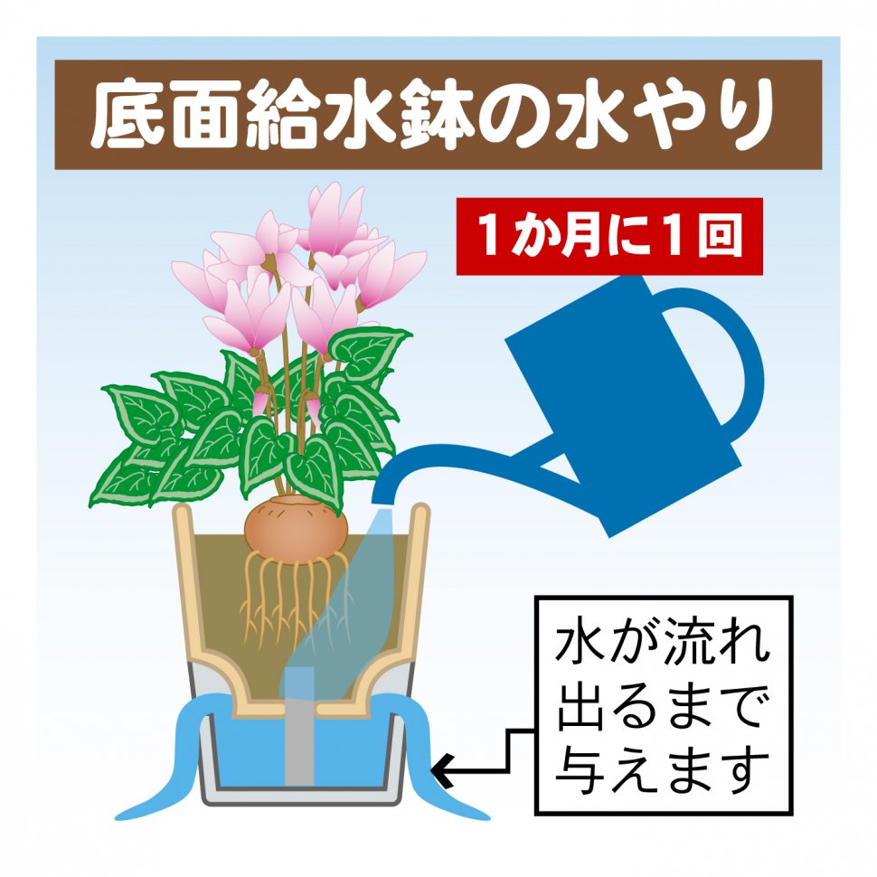 シクラメンの育て方 園芸特集 株式会社 東 商