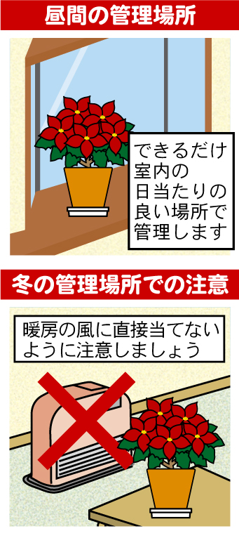 ポインセチアの育て方 園芸特集 株式会社 東 商