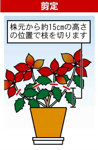 ポインセチアの育て方 園芸特集 株式会社 東 商