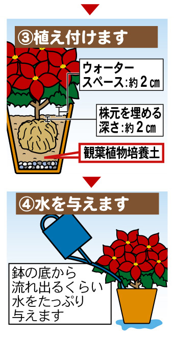 ポインセチアの育て方 園芸特集 株式会社 東 商 ポインセチアの育て方 園芸特集 株式会社 東 商