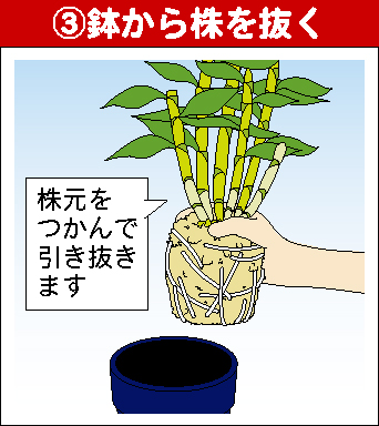 デンドロビュームの育て方 園芸特集 株式会社 東 商 デンドロビュームの育て方 園芸特集 株式会社 東 商