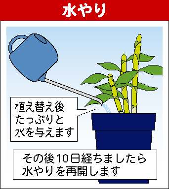デンドロビュームの育て方 園芸特集 株式会社 東 商