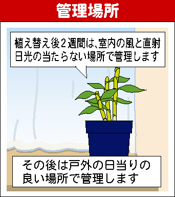 デンドロビュームの育て方 園芸特集 株式会社 東 商 デンドロビュームの育て方 園芸特集 株式会社 東 商