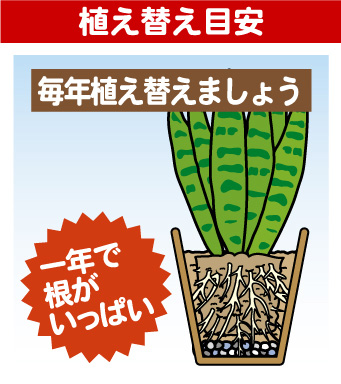 サンセベリアの育て方 園芸特集 株式会社 東 商