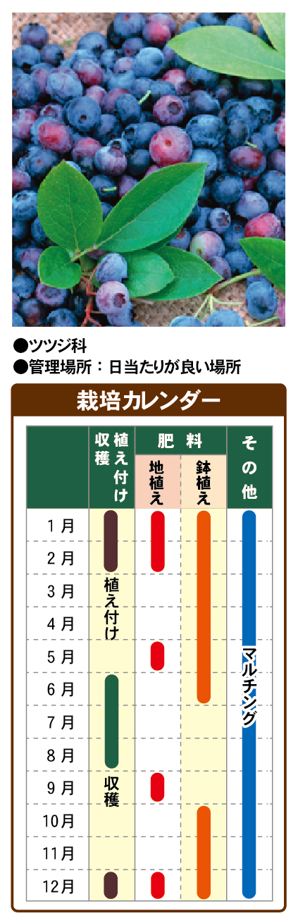 ブルーベリーの育て方 園芸特集 株式会社 東 商