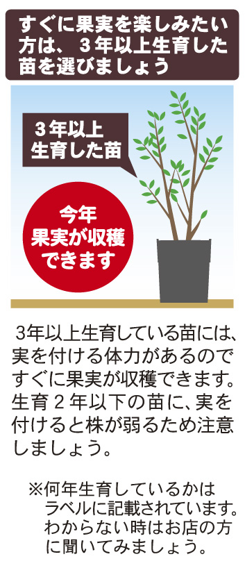 ブルーベリーの育て方 園芸特集 株式会社 東 商