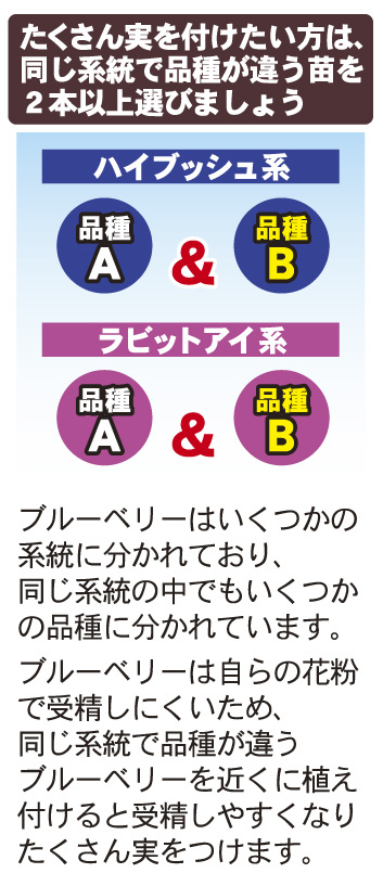 ブルーベリーの育て方 園芸特集 株式会社 東 商
