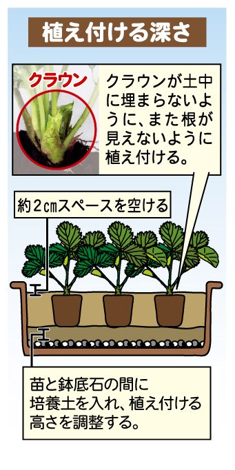 植え付ける深さ