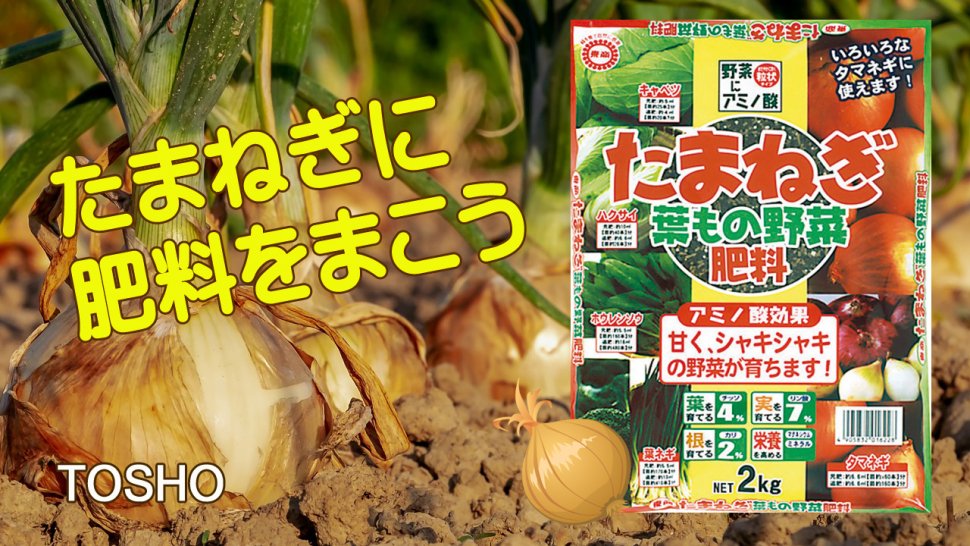 たまねぎ葉もの野菜肥料